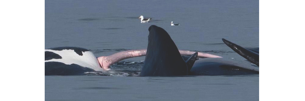 Самый большой член в мире - член синего кита
