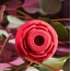 Симулятор орального сексу для жінок Eve's Ravishing Rose Clit Pleaser, червоний - Фото №14
