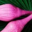 Двуконечный вибратор Adrien Lastic Exploring Senses 2X, фиолетовый - Фото №11