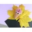 Клиторальный вибратор Satisfyer Sweet Treat, розовый - Фото №21