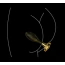 Анальная пробка Lockink Sevanda Pearl Pear-Shape Anal Plug, золотая - Фото №13