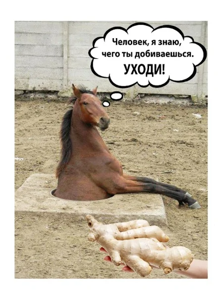 Нет ануса - нет фиггинга