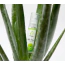 Лубрикант EasyGlide Aloe Vera Lubricant, 30 мл - Фото №4